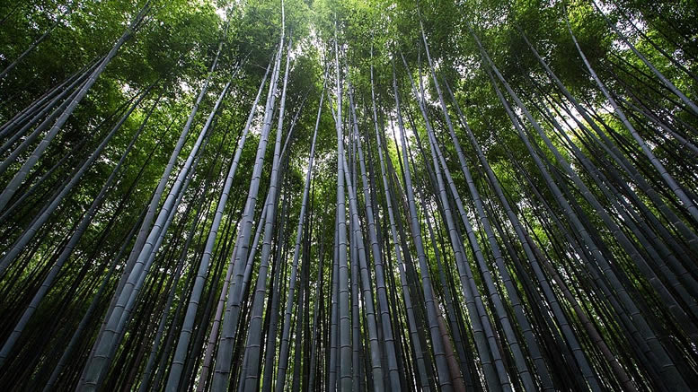 Arashiyama bamboo forest