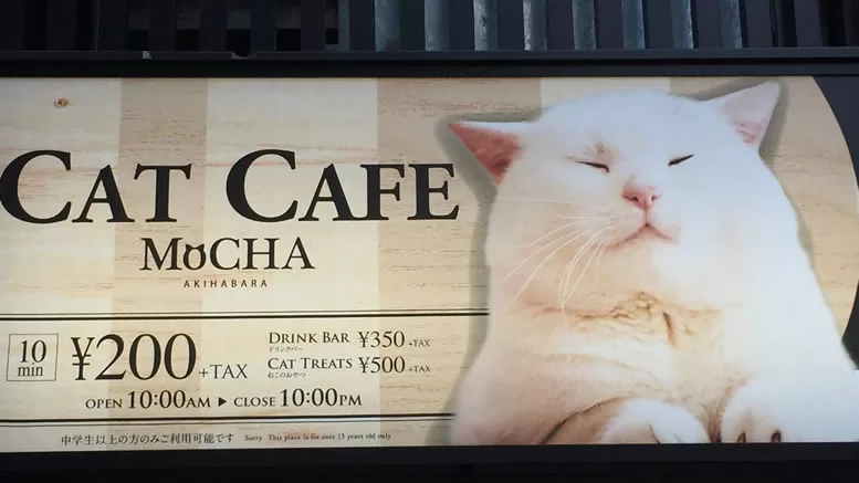 cat cafe