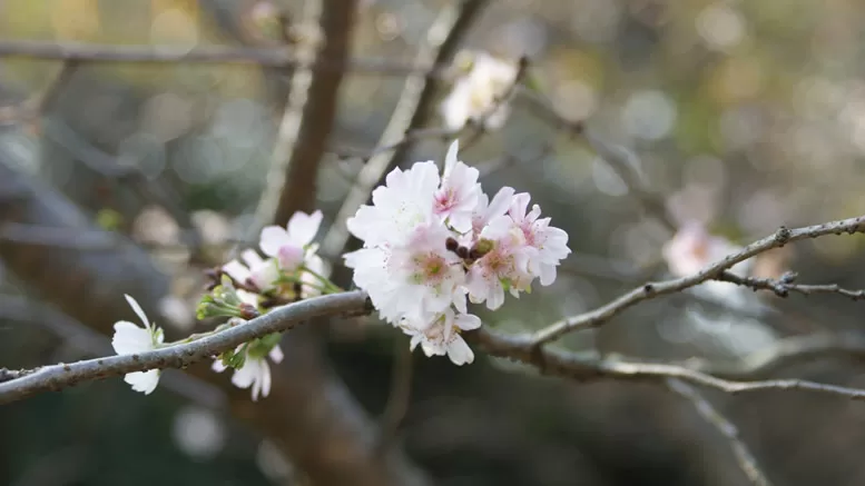 cherry blossom