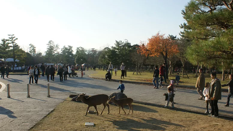 Nara Deer